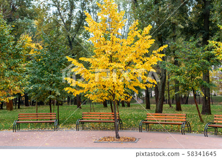 One bright yellow tree in city park between green plants and wooden benches. Autumn season One bright yellow tree in city park between green plants and wooden benches. Autumn season 58341645