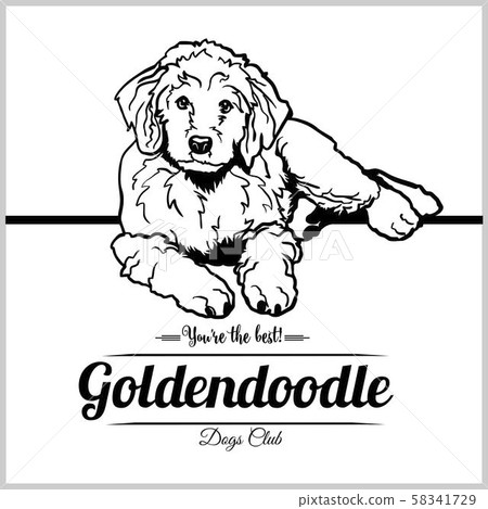 Goldendoodle Dog - vector illustration for t-shirt, logo and template badges Goldendoodle Dog - vector illustration for t-shirt, logo and template badges 58341729