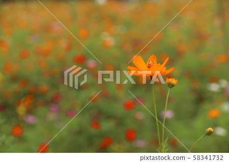 橙色波斯菊 橙色波斯菊 58341732