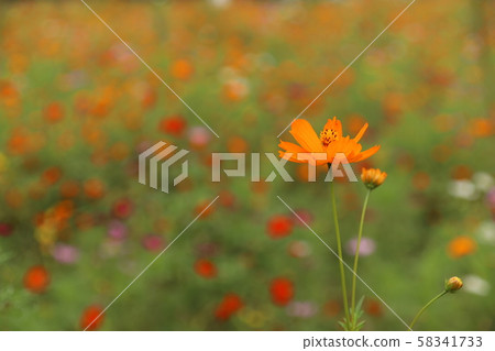 橙色波斯菊 橙色波斯菊 58341733
