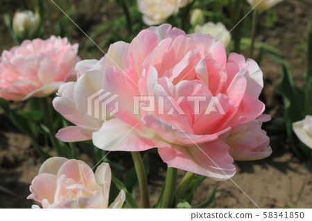 ... tulip ... ... ... Angelica ... ... tulip ... ... ... Angelica ... 58341850