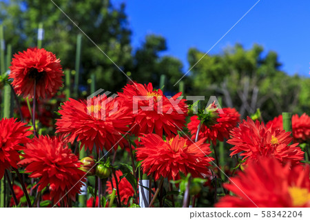 鮮味山公園大麗花 58342204