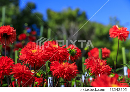 鮮味山公園大麗花 58342205