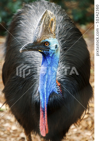 Australian Southern Cassowary Australian Southern Cassowary 58342360