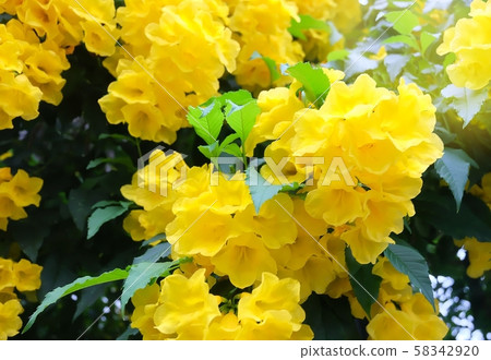 Beautiful Yellow Trumpetbush Flowers with Green Beautiful Yellow Trumpetbush Flowers with Green 58342920
