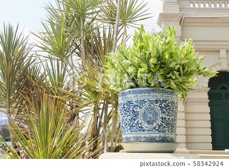 Euphorbia Tithymaloides in Flower Pot at Grand Euphorbia Tithymaloides in Flower Pot at Grand 58342924