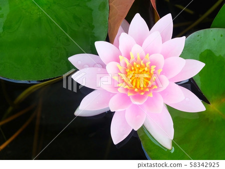 Beautiful Fresh Pink Lotus Flower and Leaves Beautiful Fresh Pink Lotus Flower and Leaves 58342925