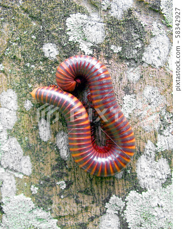 A scary millipede on the wood of rainforest 58342927