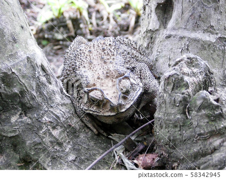 the Camouflage of toad hide from enemy the Camouflage of toad hide from enemy 58342945