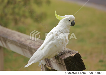 葵花鳳頭鸚鵡 葵花鳳頭鸚鵡 58343070