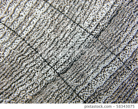wood texture. background old panels wood texture. background old panels 58343075