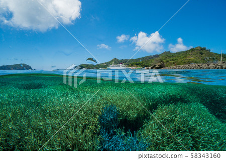 Odawara, Eda Coral Group 58343160