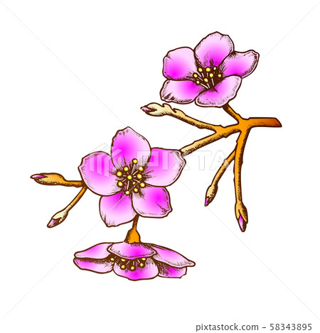 Sakura National China Blossom Tree Color Vector 58343895