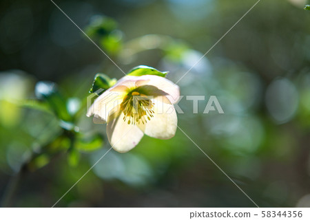 Flower Christmas Rose Bokeh Flower Christmas Rose Bokeh 58344356