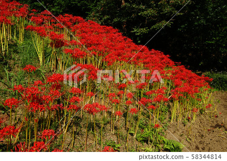 A cluster amaryllis in Satoyama 58344814