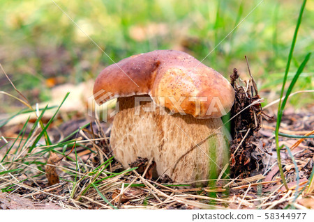 Thick double Edible Boletus Edulis Mushroom, Known As A Penny Bun Or King Bolete Growing In Forest 58344977