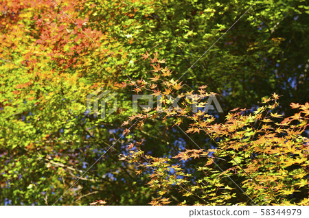[Autumn in Japan] Autumn leaves image of Kyoto 58344979