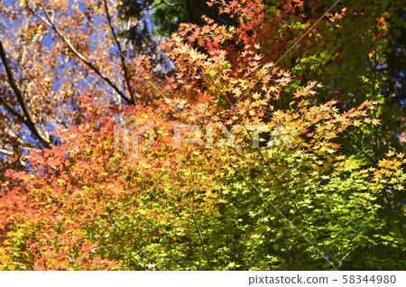 [Autumn in Japan] Autumn leaves image of Kyoto 58344980