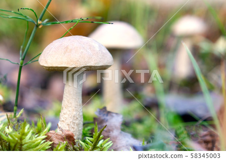 Beautiful little boletus rough mushrooms in the forest Beautiful little boletus rough mushrooms in the forest 58345003