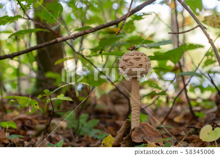 Delicious edible forest mushroom macrolepiota at the forest edge 58345006