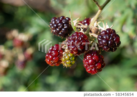 bunch of ripe and unripe blackberries on a bush in the garden bunch of ripe and unripe blackberries on a bush in the garden 58345654