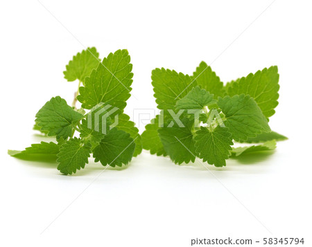草本貓薄荷 58345794