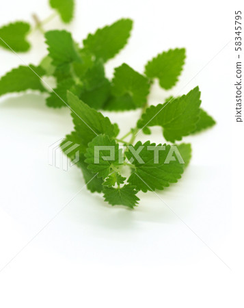 草本貓薄荷 58345795