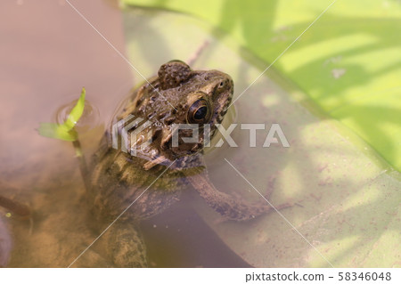 荷葉和青蛙 58346048