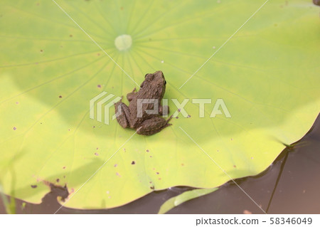 荷葉和青蛙 58346049