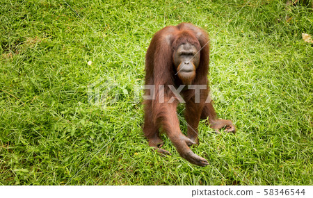 Portrait female orangutan Portrait female orangutan 58346544