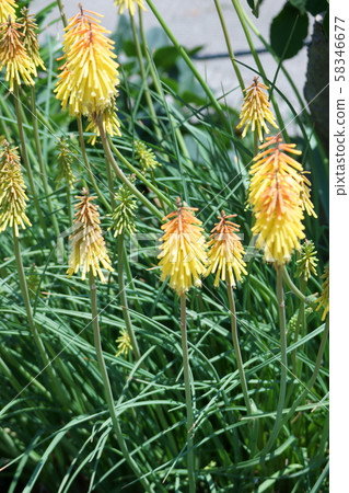 Hime Toritoma Hana language is "a eager thought" 58346677