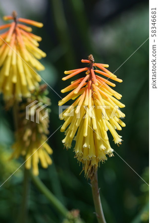 Hime Toritoma Hana language is "a eager thought" 58346681
