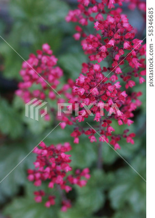 Vase Coral Tsubosango coral is "love" Vase Coral Tsubosango coral is "love" 58346685