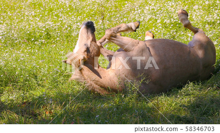 Gorochi horse Gorochi horse 58346703