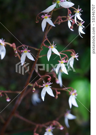 Yukinoshita Flower language is "deep affection" 58346707