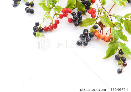 Natsuhaze and autumn fruits 58346724