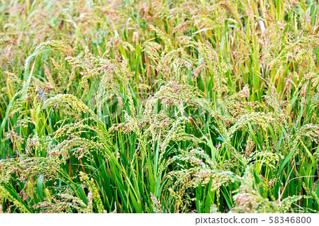 Millet ripening in field 58346800