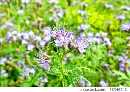 Phacelia blooming and grass Phacelia blooming and grass 58346842
