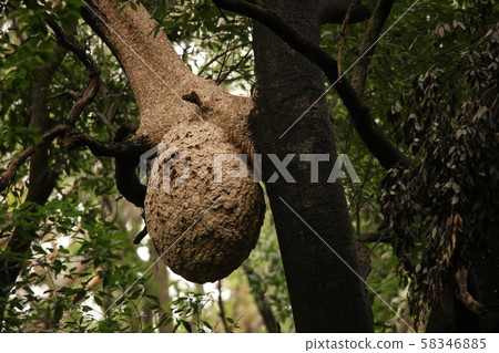 Wasp of the hornet Wasp of the hornet 58346885