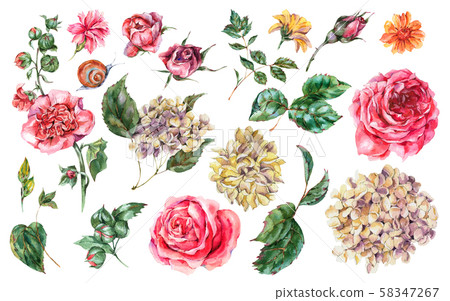 Watercolor Floral Set of Vintage Pink Roses, 58347267