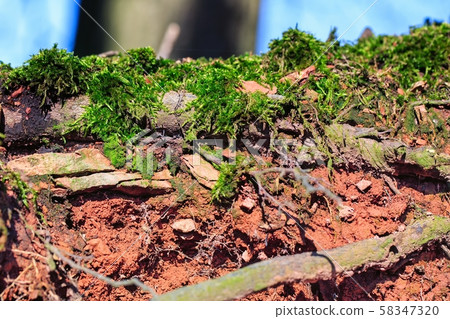Topsoil with roots,closeup of a soil Topsoil with roots,closeup of a soil 58347320