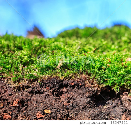 Topsoil of an Leptosol with moss, closeup of a soil Topsoil of an Leptosol with moss, closeup of a soil 58347321