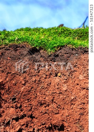 Topsoil of an Arenosol with moss ,closeup of a soil Topsoil of an Arenosol with moss ,closeup of a soil 58347323