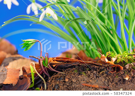Snowdrops growing in topsoil 58347324