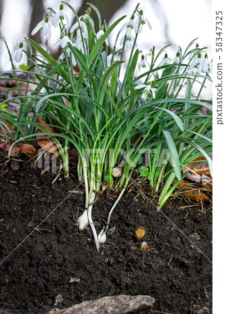 Snowdrop (Galanthus) in the teutoburger forest Snowdrop (Galanthus) in the teutoburger forest 58347325