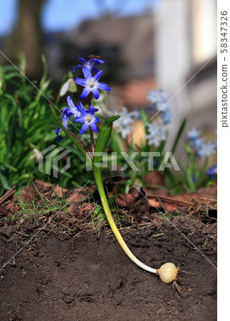 Scilla in a garden soil Scilla in a garden soil 58347326