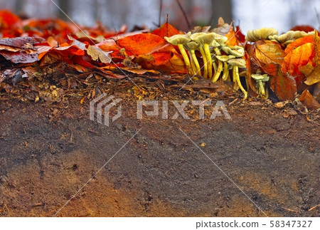 Litter and topsoil of a Cambisol in northern Germany Litter and topsoil of a Cambisol in northern Germany 58347327
