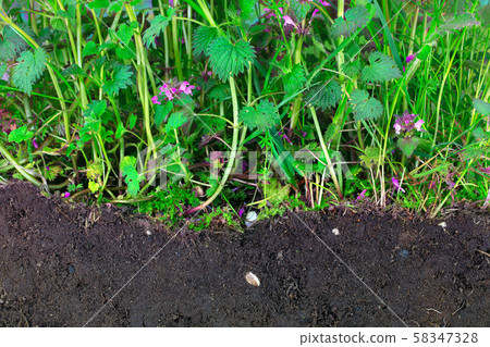 Jungle of stinging and dead nettles with topsoil Jungle of stinging and dead nettles with topsoil 58347328