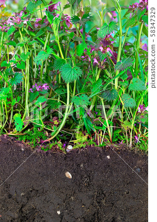 Jungle of stinging and dead nettles with topsoil Jungle of stinging and dead nettles with topsoil 58347329