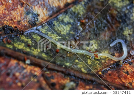 Enchytraeidae lives on a beech leaf Enchytraeidae lives on a beech leaf 58347411